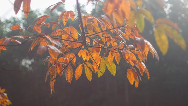 Trung tâm nghiên cứu văn học, phát triển nhà văn Việt Nam