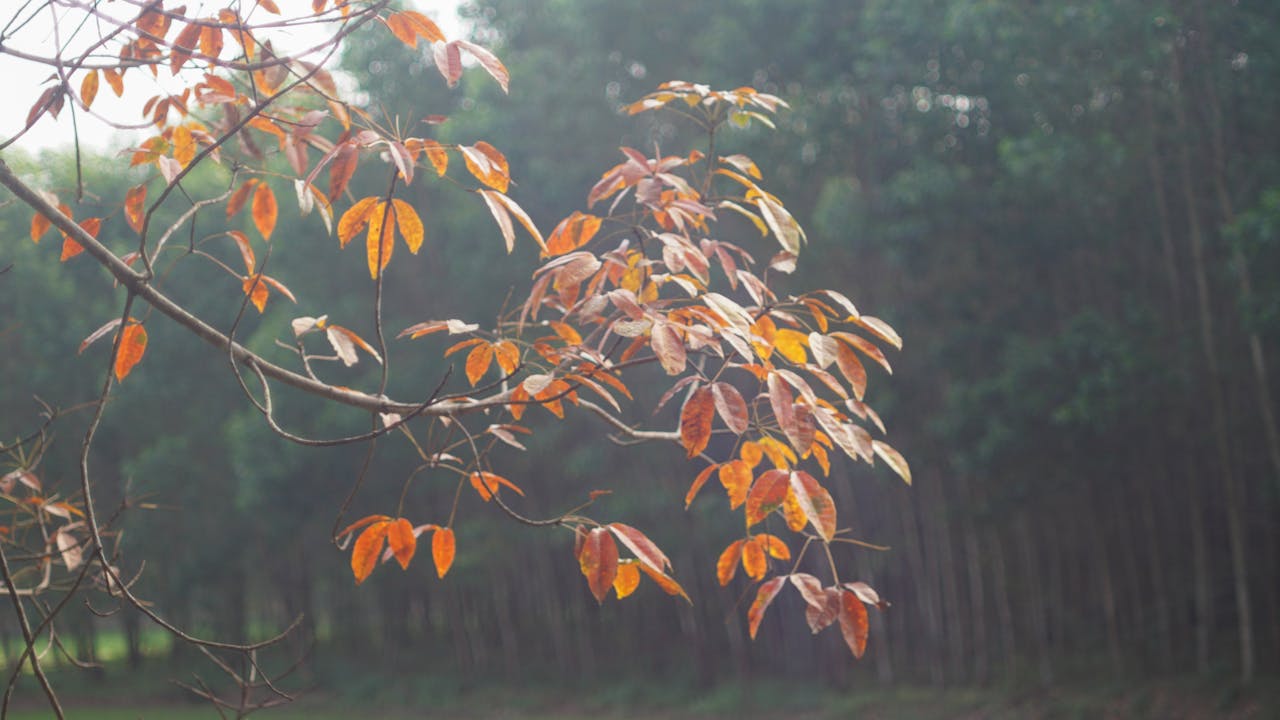 Hình ảnh hành trình tiến hóa thực ra sai lầm