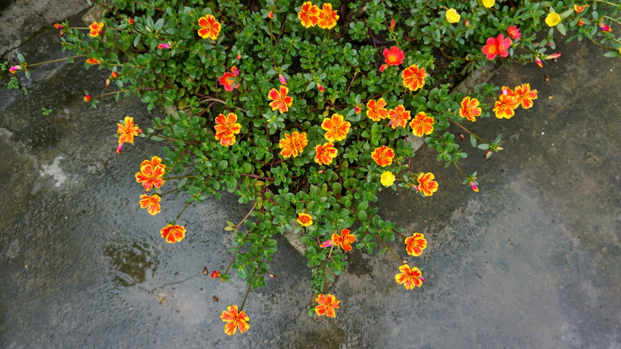 Thảm họa hùng vĩ