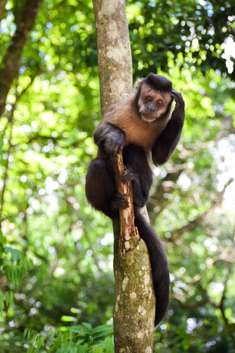 A Black Monkey Climbing A Tree