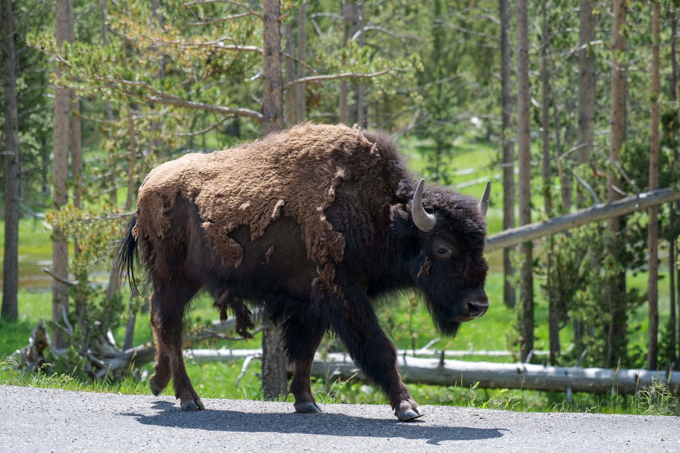 An American bison walking through Yellowstone National Park, Wyoming