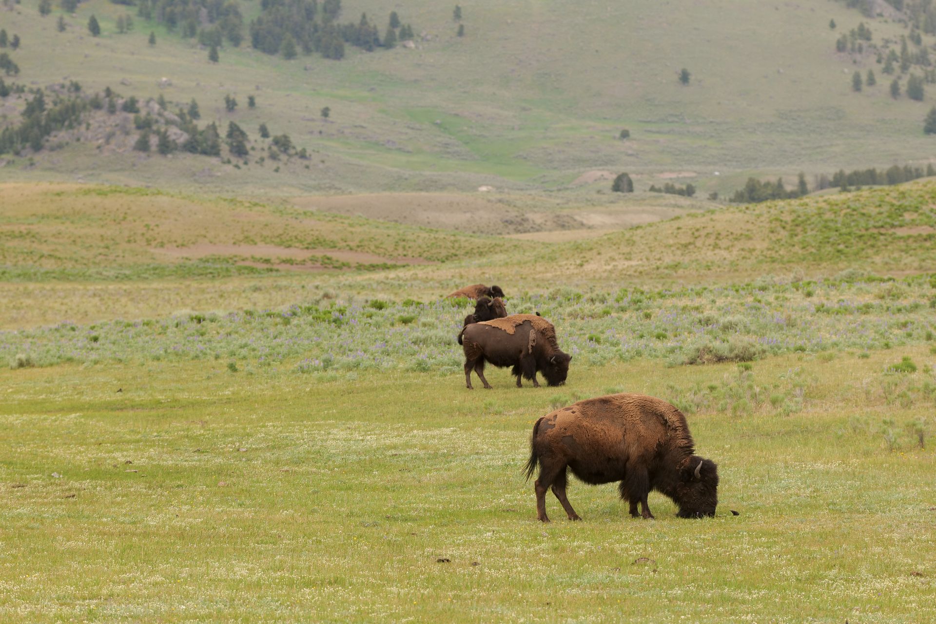 Bison roaming the grasslands of Yellowstone National Park in summer.