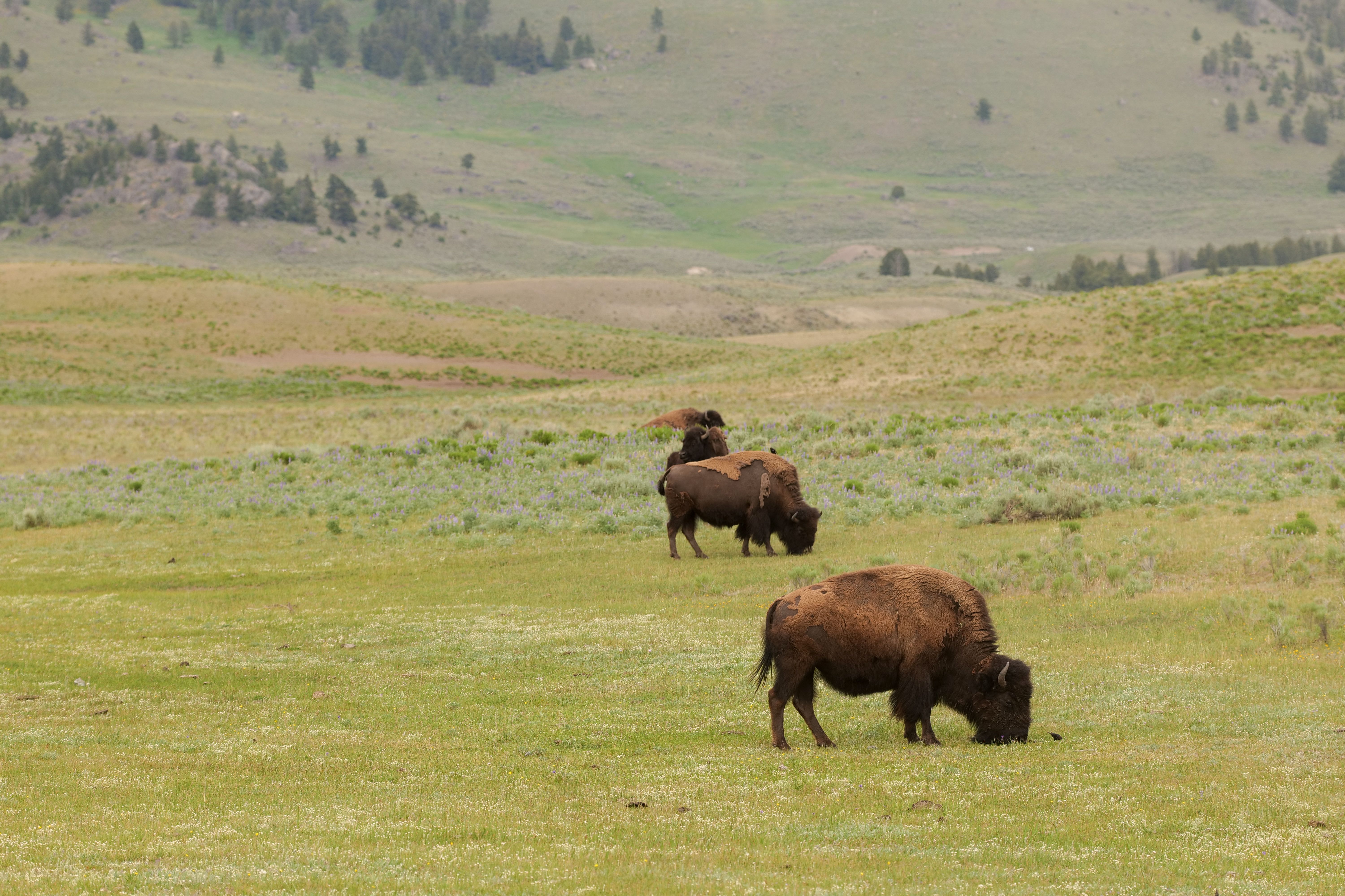 Bison Grazing in Yellowstone National Park · Free Stock Photo