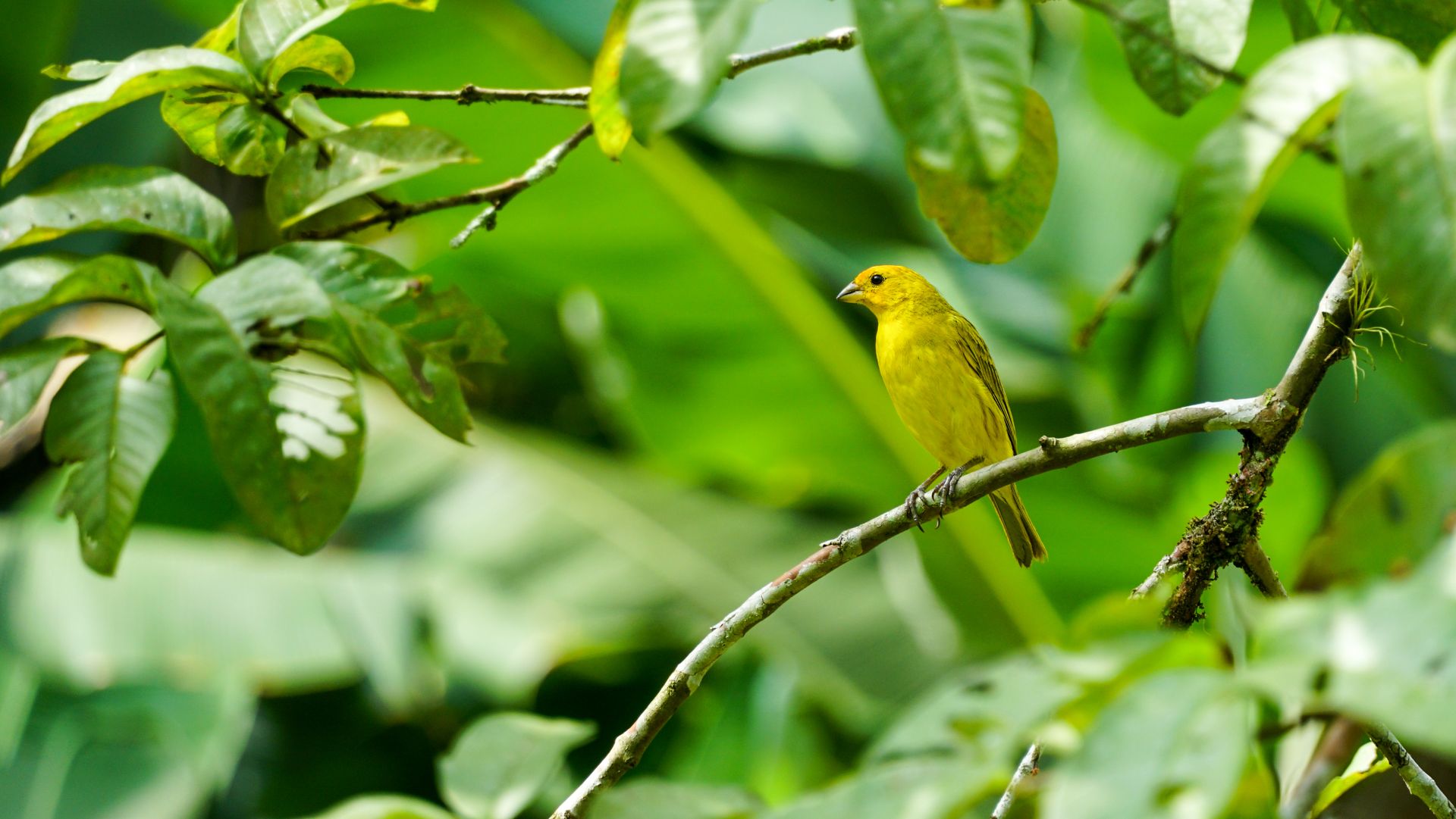 Bright yellow bird sitting on a branch in a tropical forest in Morretes, Brazil.