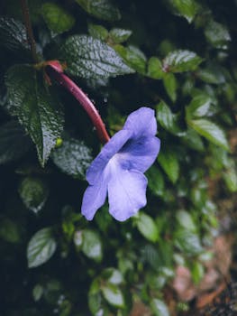A vibrant purple flower stands out among dark green leaves after the rain in KL, India.