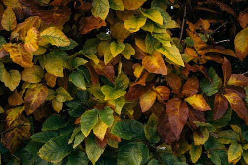 Darmowe zdjęcie z galerii z czerwone liście, jesień, krzak