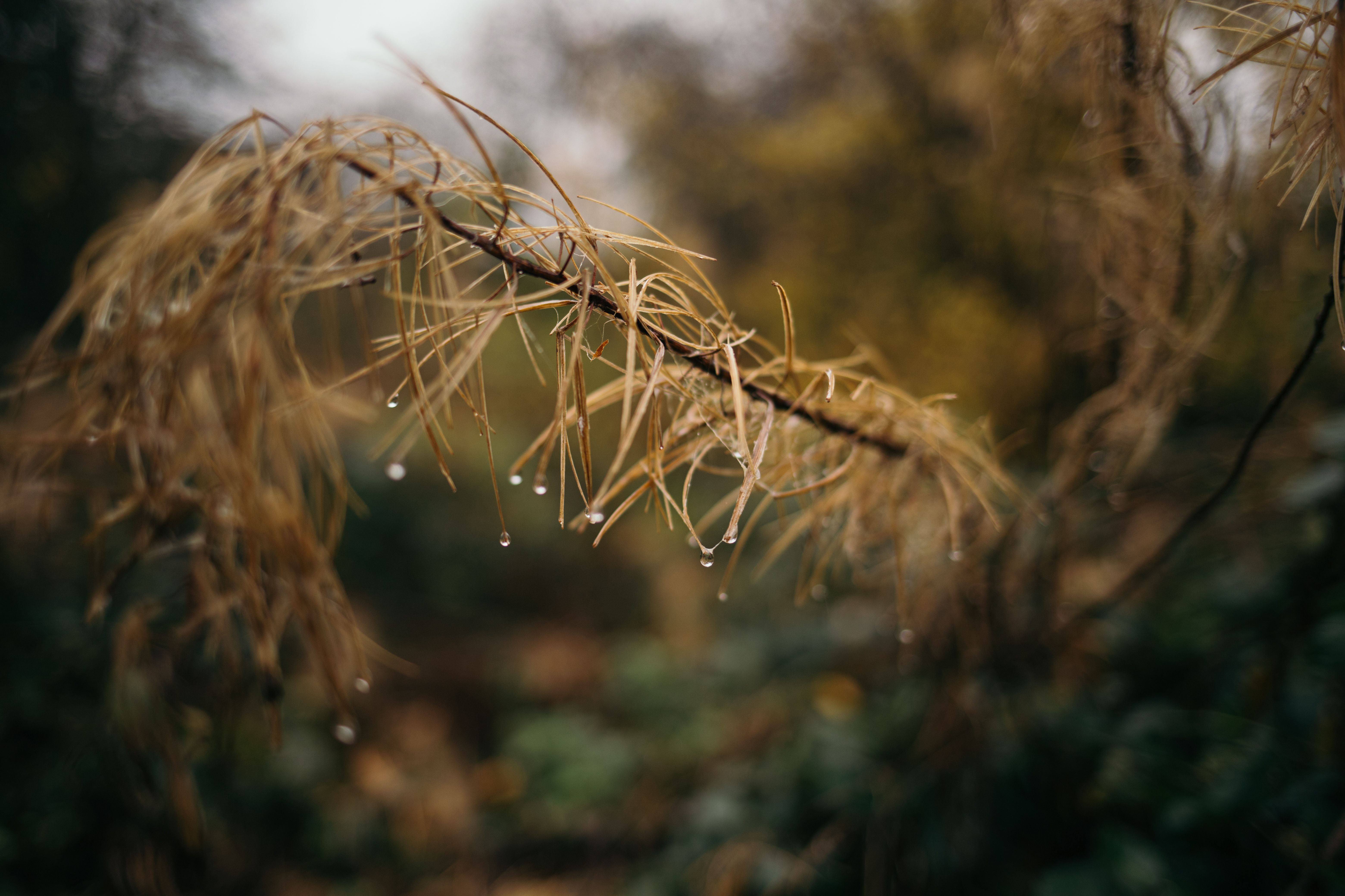Wet larch branch with autumn needles and water droplets — why larch tree loses needles in fall, Surrey BC