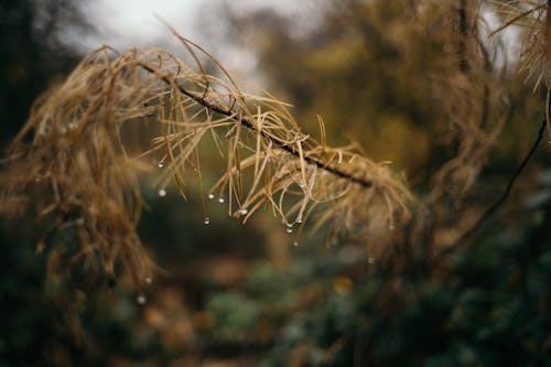 Wet branch of larch in autumn forest