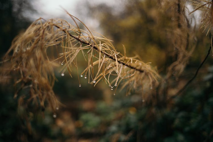 Wet Branch Of Larch In Autumn Forest