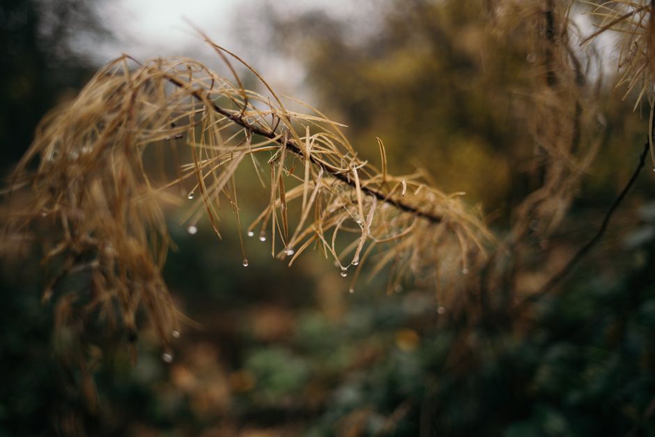 Wet larch branch with autumn needles and water droplets — why larch tree loses needles in fall, Surrey BC