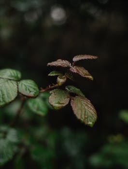 Detailed close-up of wet leaves with raindrops, showcasing the essence of nature.