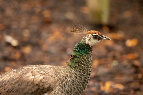 Free Close-up of a female peacock with vibrant plumage in an autumn forest. Stock Photo