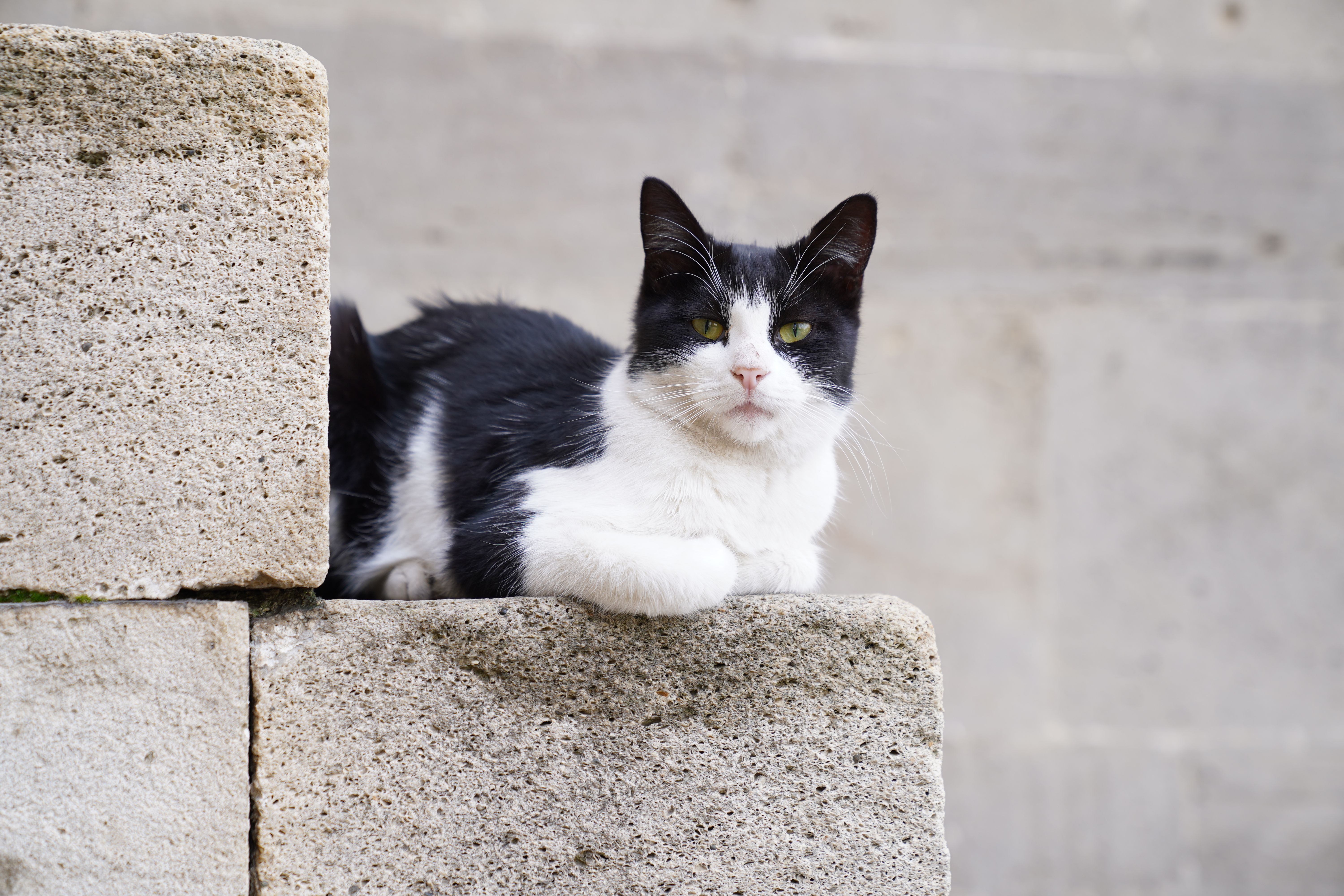 Black and White Cat Resting on Stone Wall · Free Stock Photo