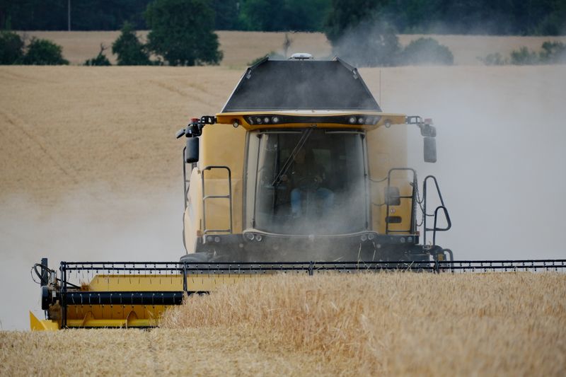 Combine harvester operating in a wheat field during harvest season