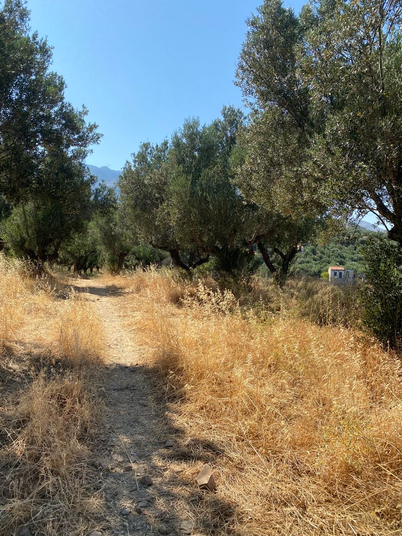 Cyprus olive harvest tradition