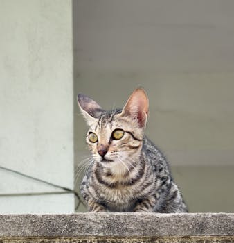 A cute tabby cat with striking eyes rests on a concrete ledge, showcasing its curious nature.
