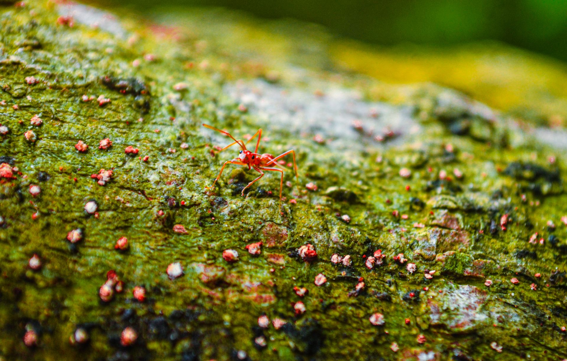 Vibrant red ant crawling over a textured, moss-covered surface in natural setting.
