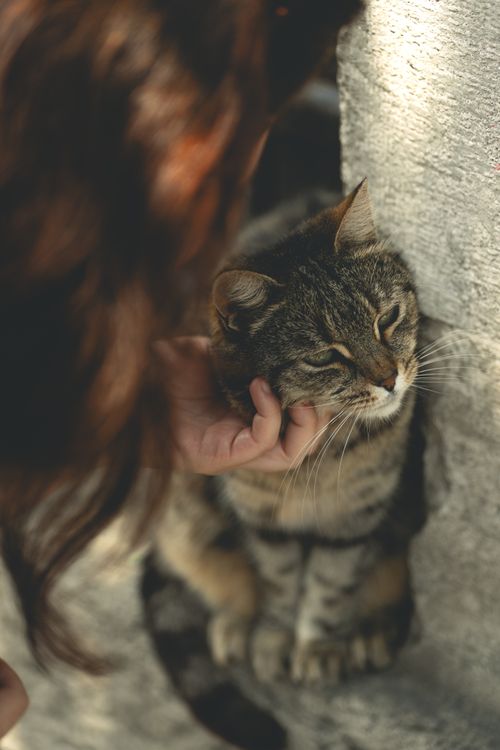 Free A person gently petting a relaxed tabby cat outdoors on a sunny day. Stock Photo