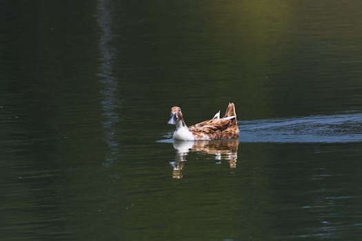 A brown and white duck glides gracefully on a calm lake, reflecting the peaceful nature scene.