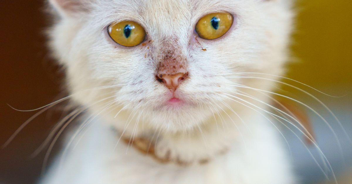Kitten Feature Charming White Kitten with Expressive Eyes · Free Stock Photo