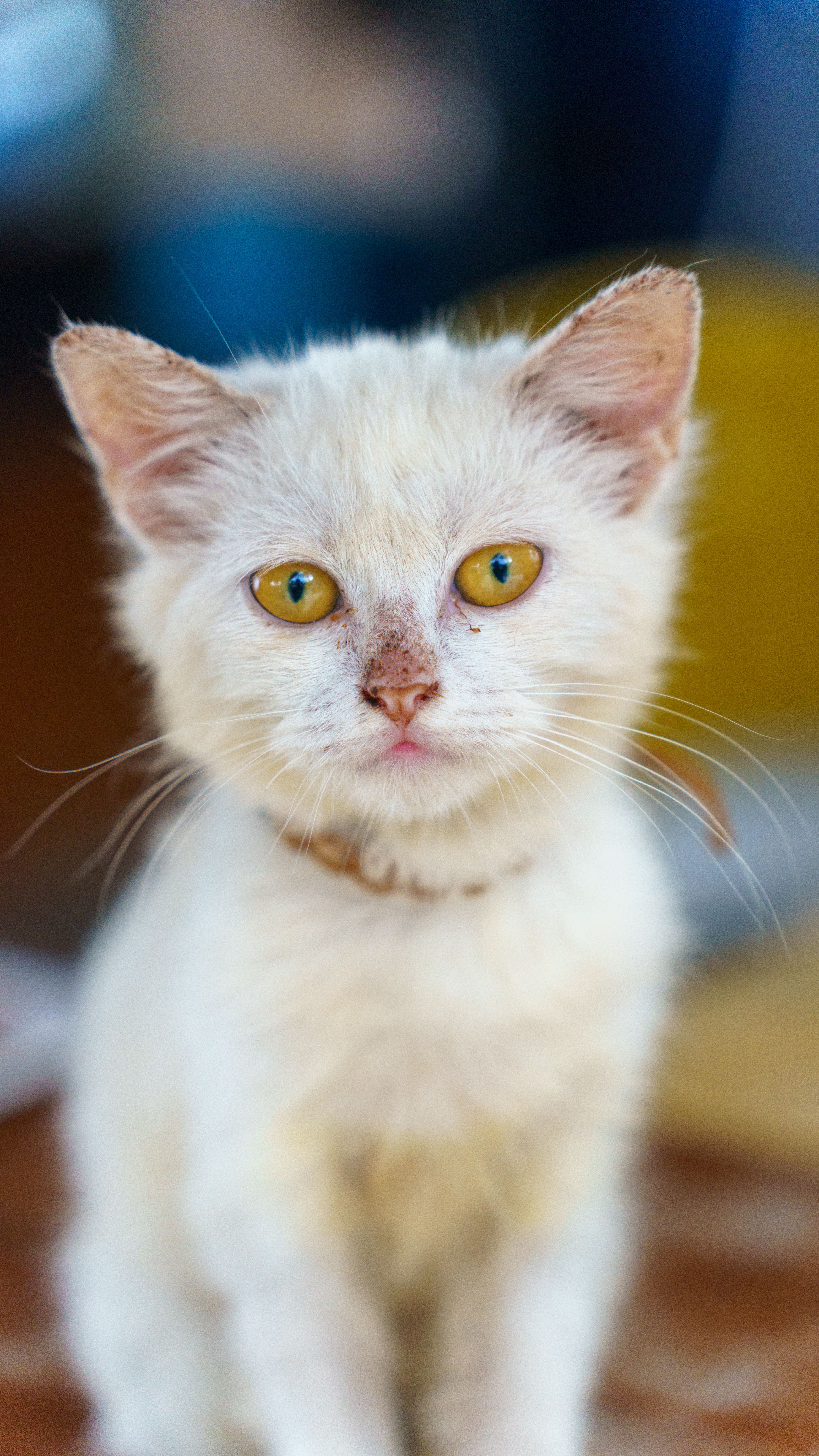 Charming White Kitten with Expressive Eyes · Free Stock Photo