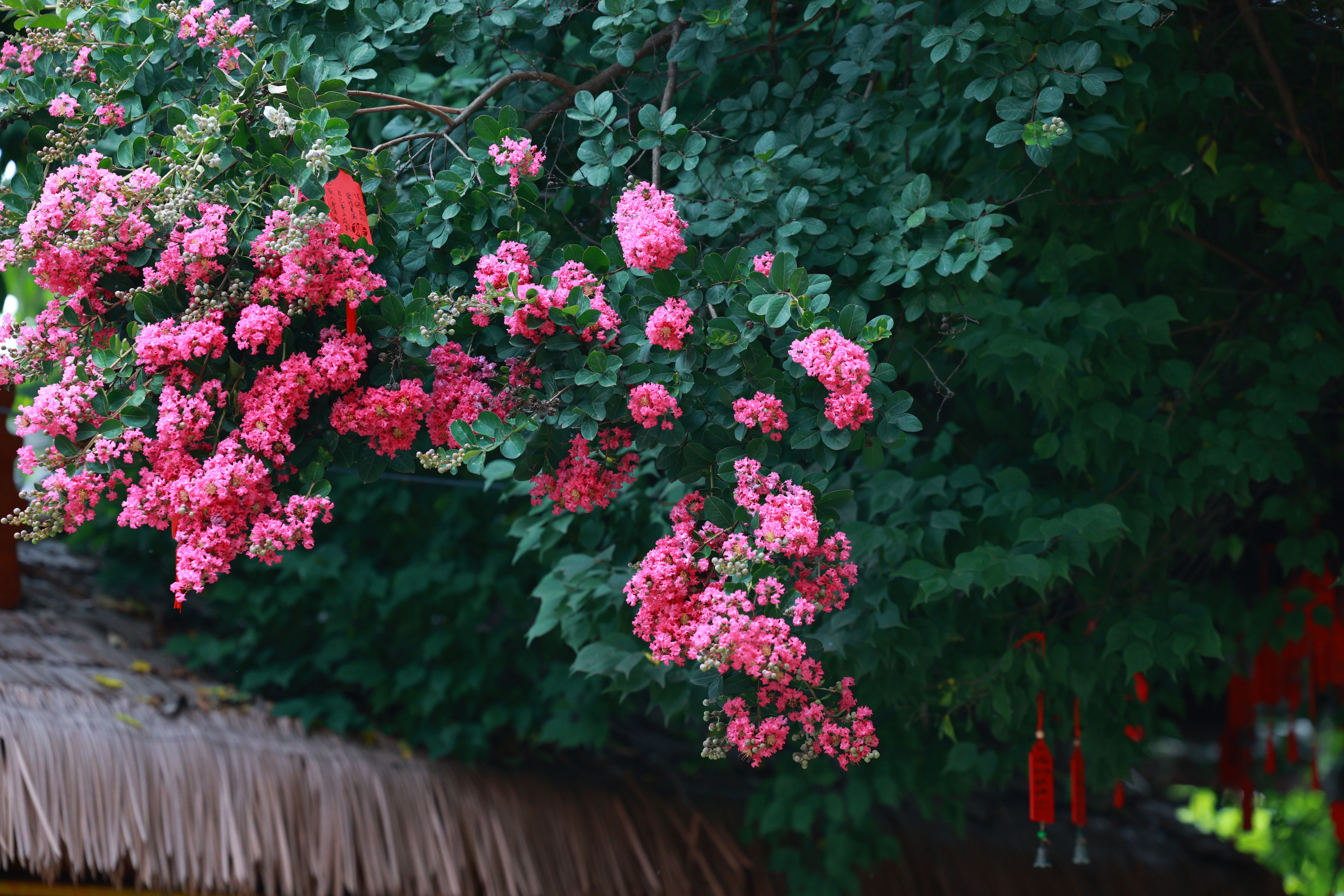 Vibrant Pink Flowers on Tree with Lush Green Leaves · Free Stock Photo