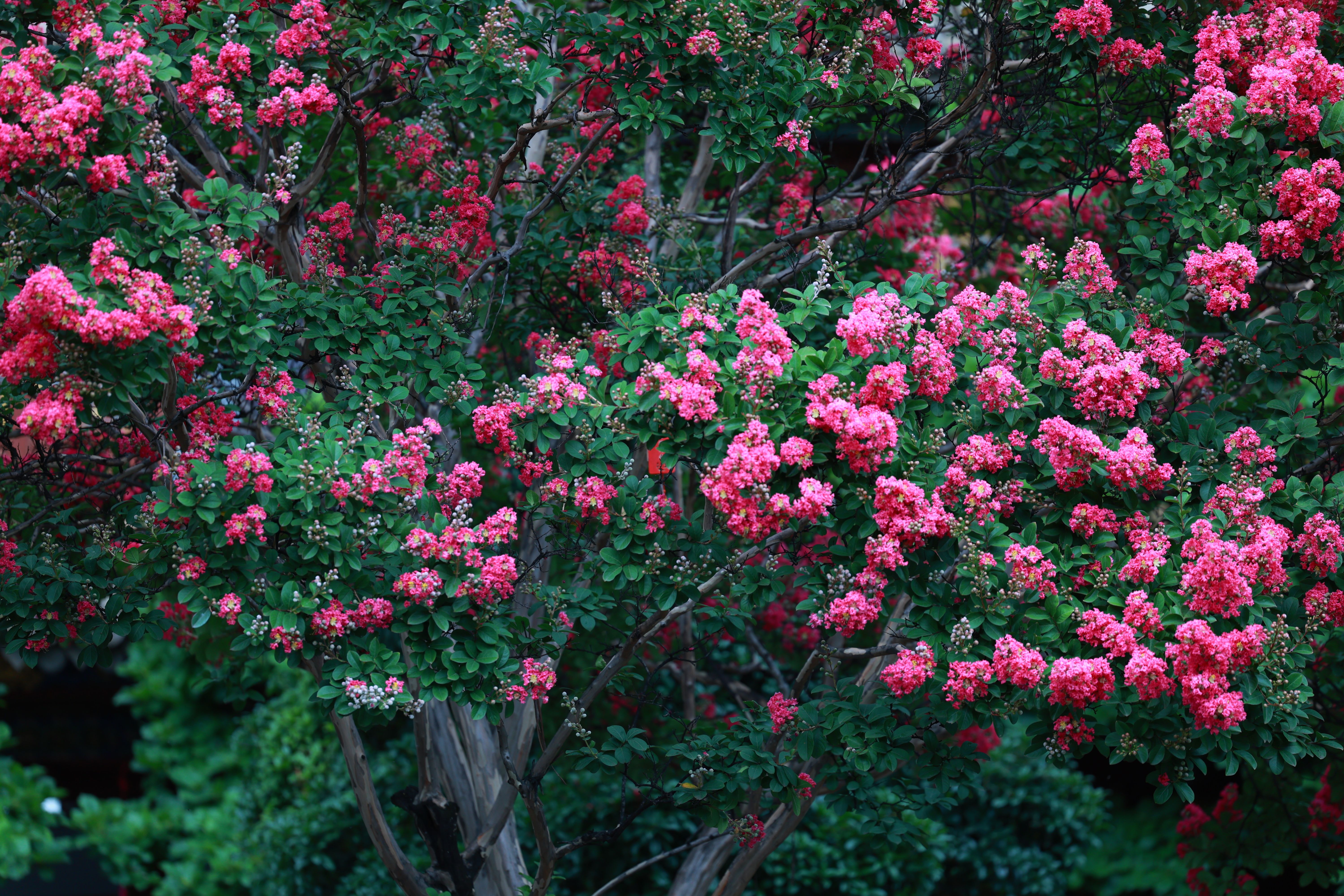 A stunning display of bright pink crepe myrtle flowers flourishing amidst lush green leaves.