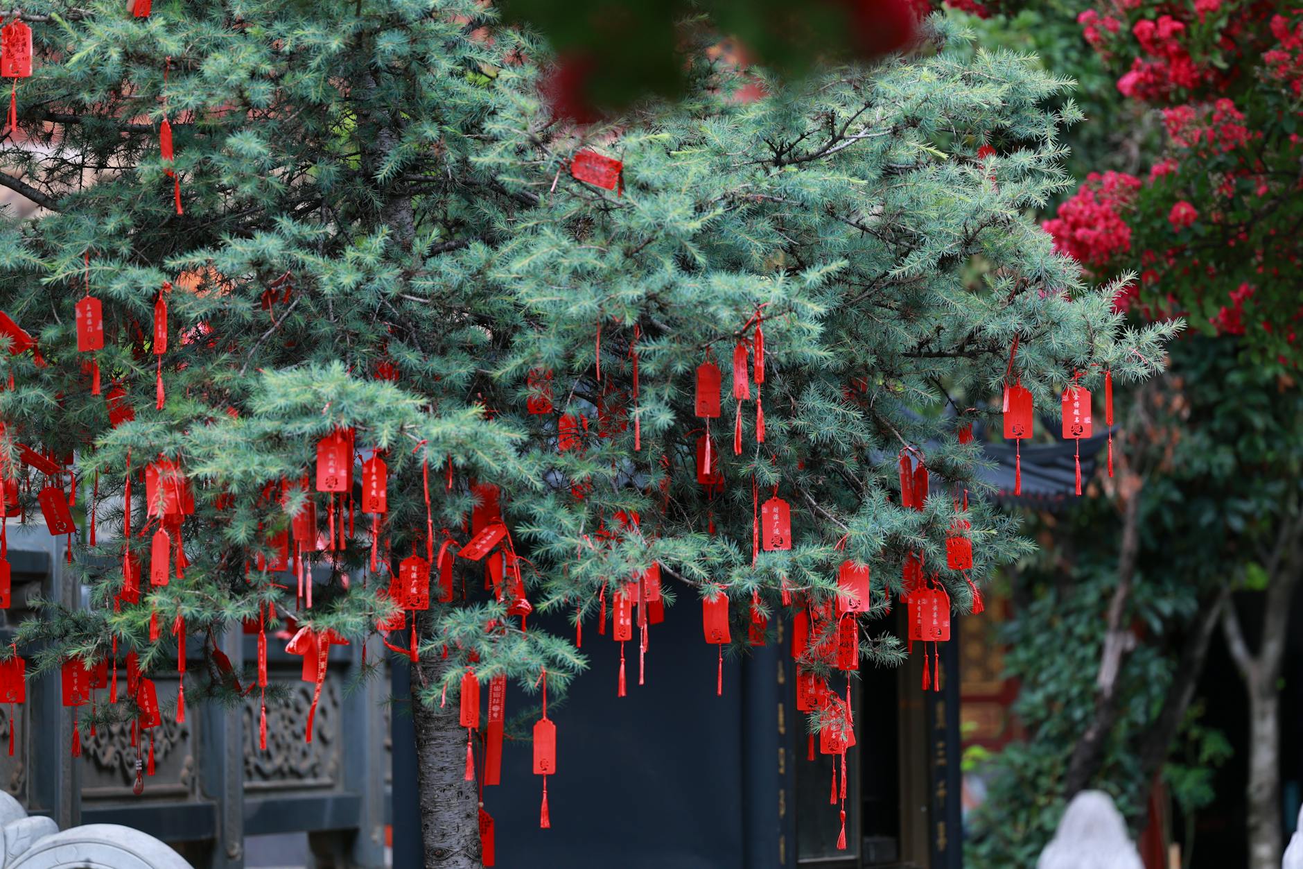 Red good luck charms hanging on a tree in a peaceful garden setting, symbolizing prosperity.