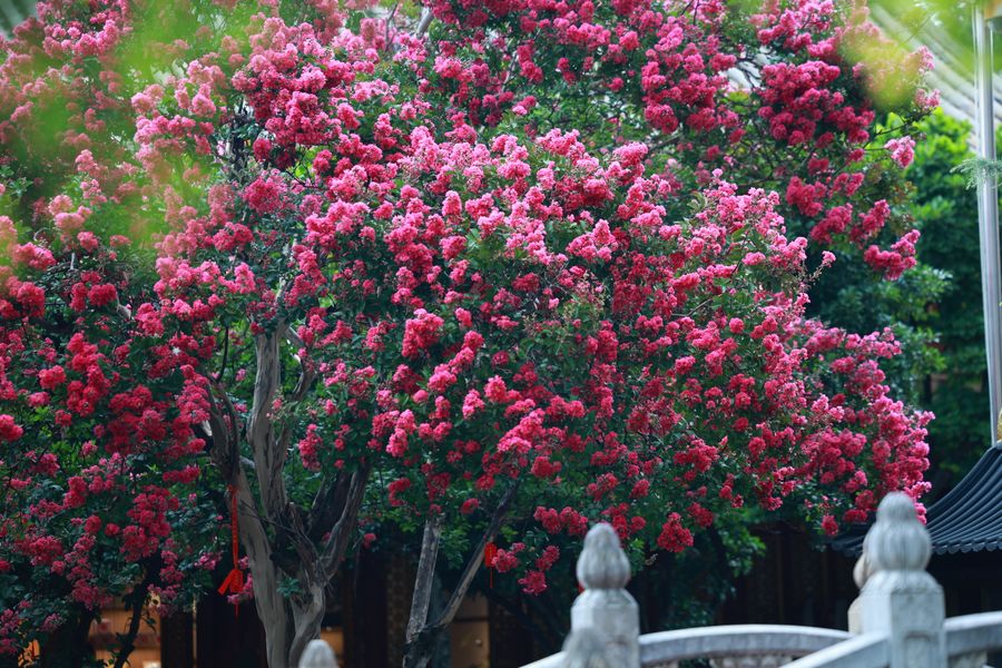 Crepe myrtle tree with changing foliage in a garden