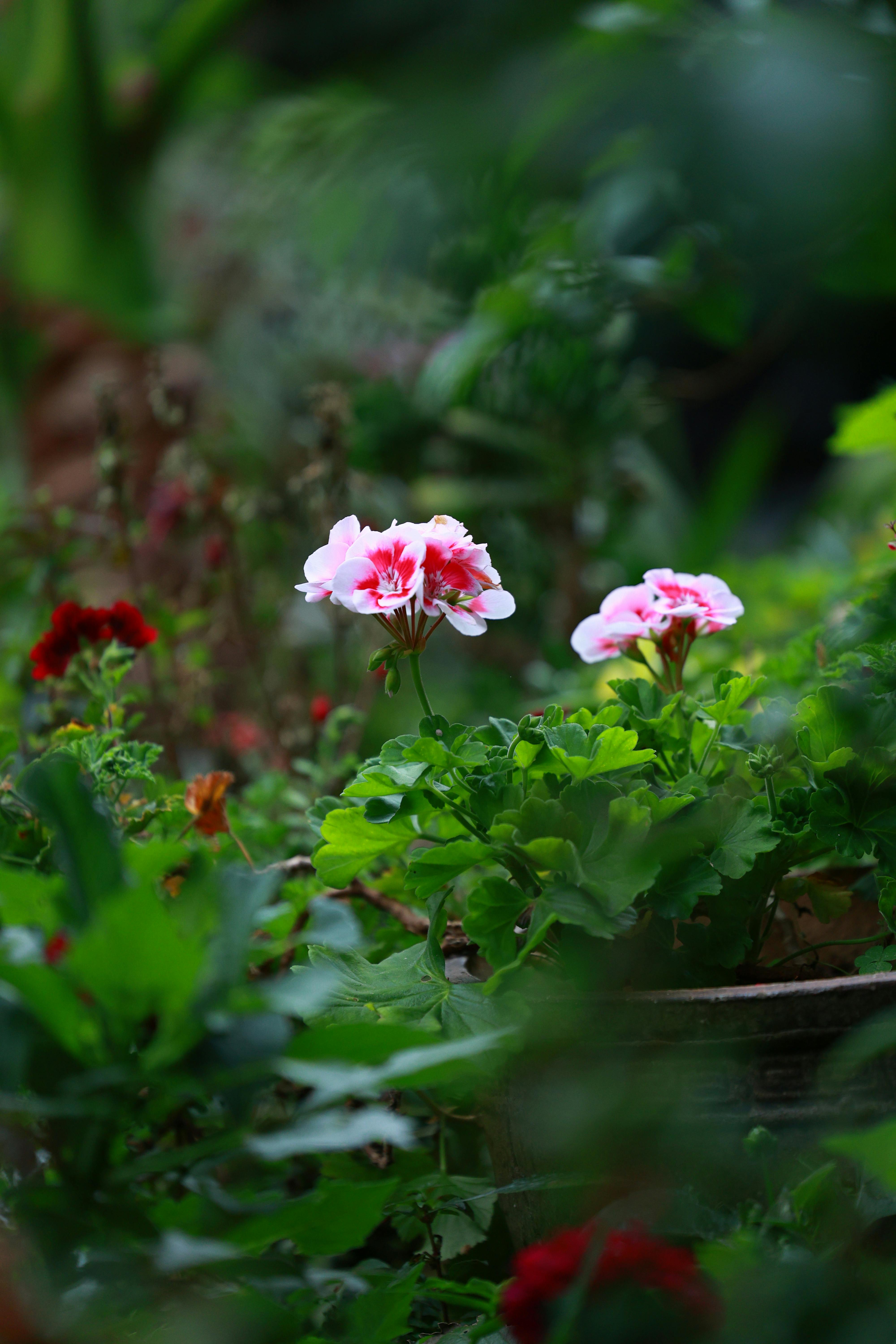 [ColoSach]-bright-pink-geraniums-bloom-amidst-lush-green-foliage-in-an-outdoor-garden.