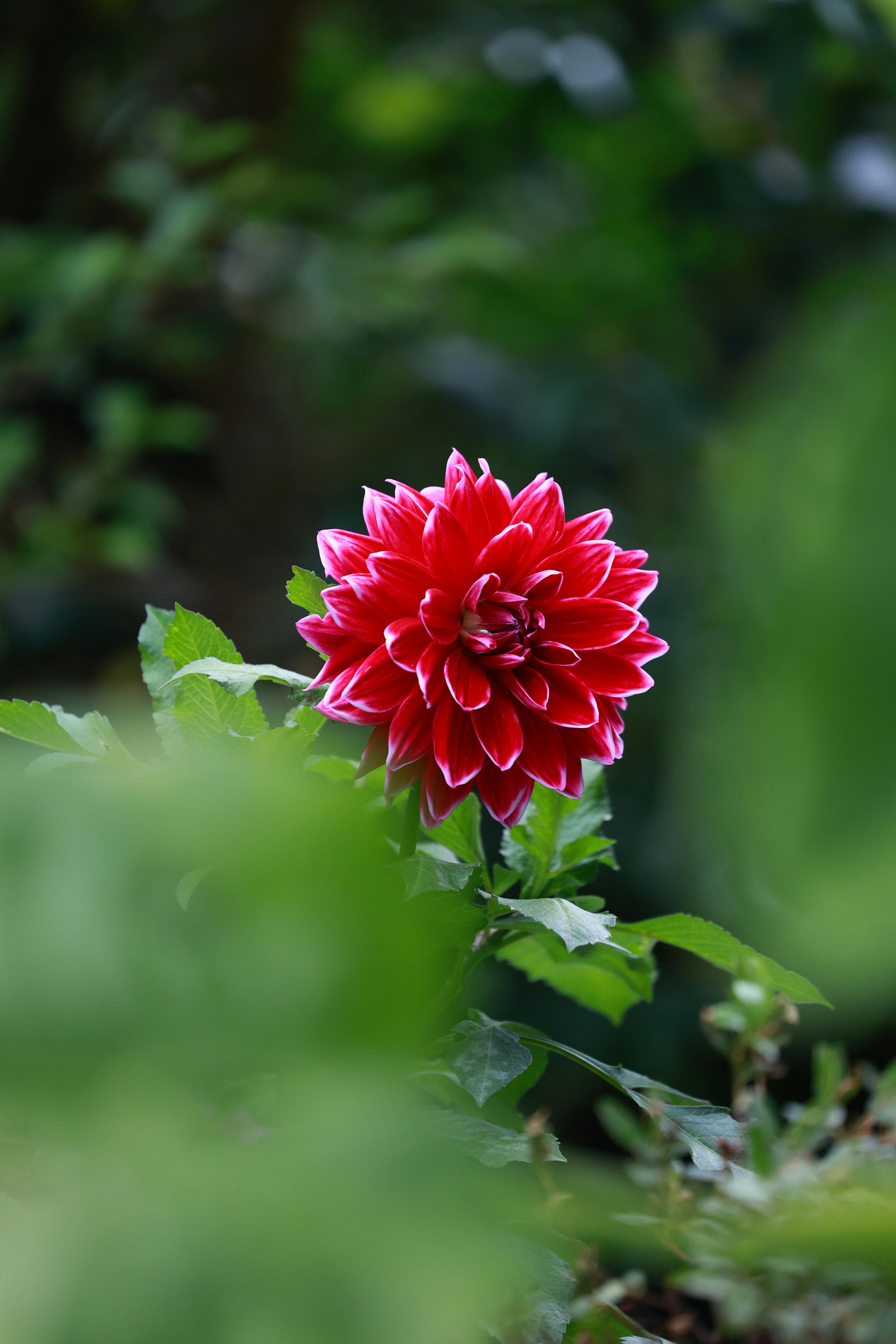 Fresh flowers being arranged
