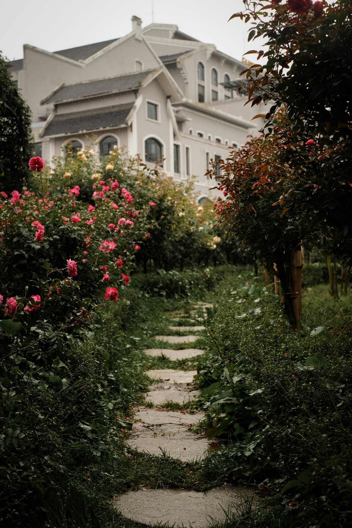 Stepping-stone path lined with blooming roses