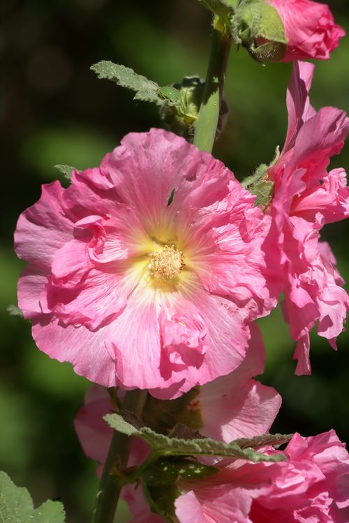 Free Bright pink hollyhock flower in full bloom, capturing delicate petals in sunlight. Stock Photo