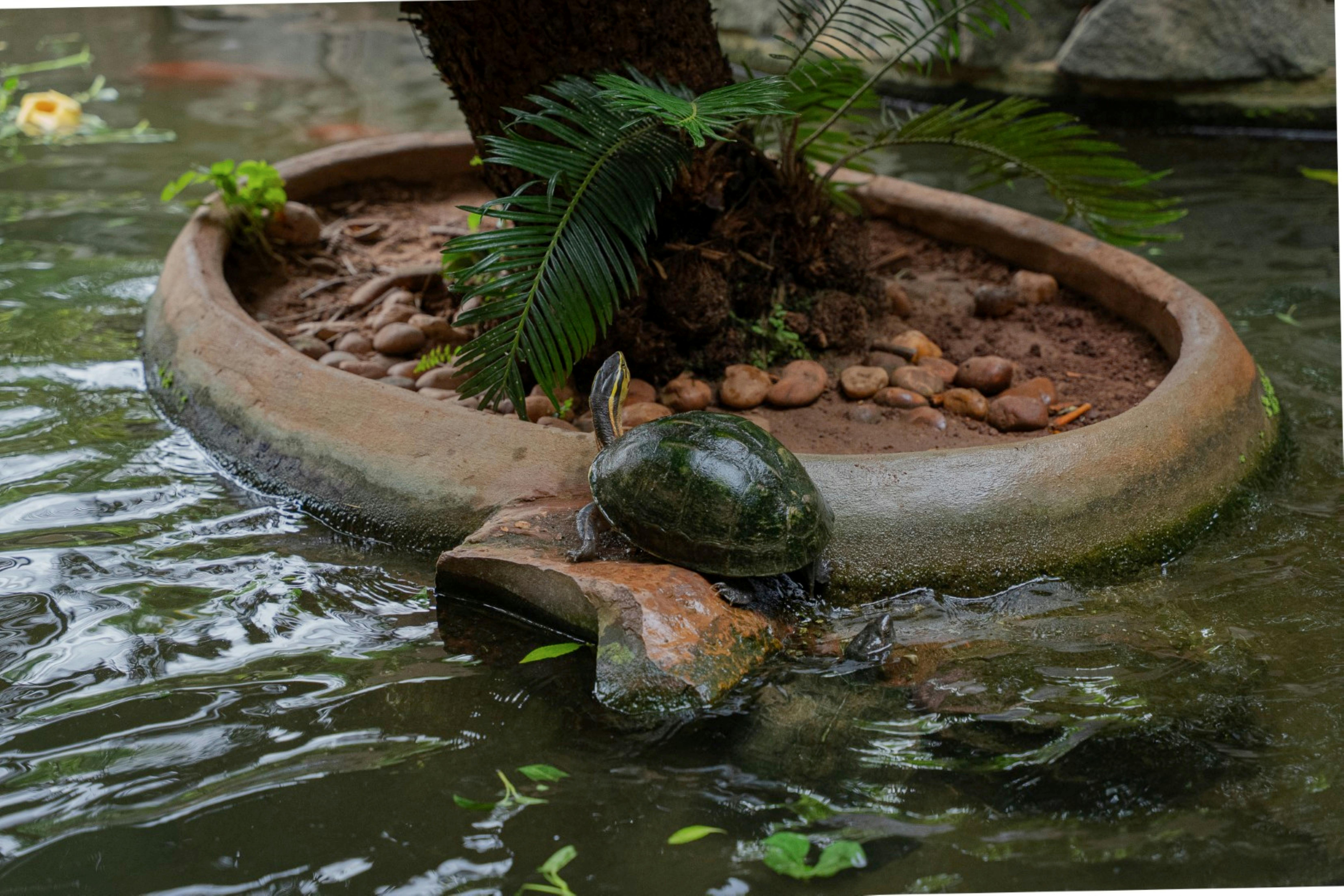 免费 在柬埔寨，一只乌龟在植被茂盛的池塘边休息，展现出大自然的宁静。 素材图片
