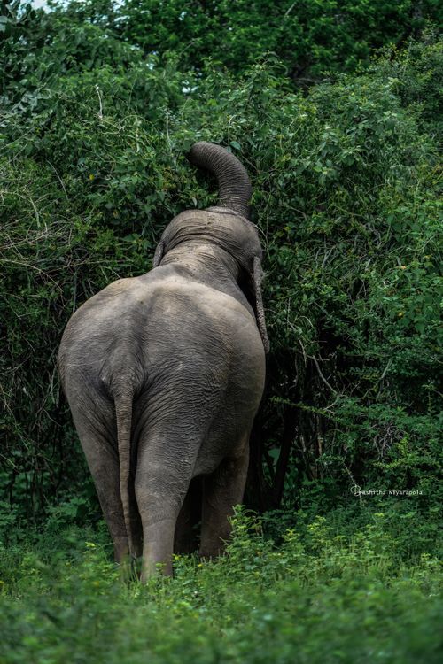 Free A majestic African elephant foraging in a dense green forest, photographed from behind. Stock Photo