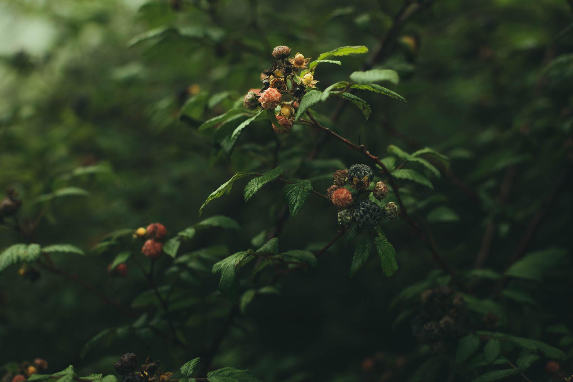 Close-up of a wild blackberry bush showcasing fresh berries amidst vibrant green foliage in a tranquil forest setting.