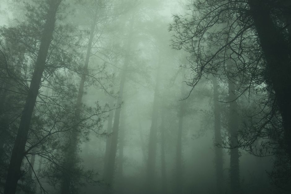 Serene misty forest with tall pine trees enveloped in dense fog. Atmospheric and tranquil scene.
