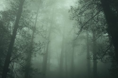 Free Serene misty forest with tall pine trees enveloped in dense fog. Atmospheric and tranquil scene. Stock Photo