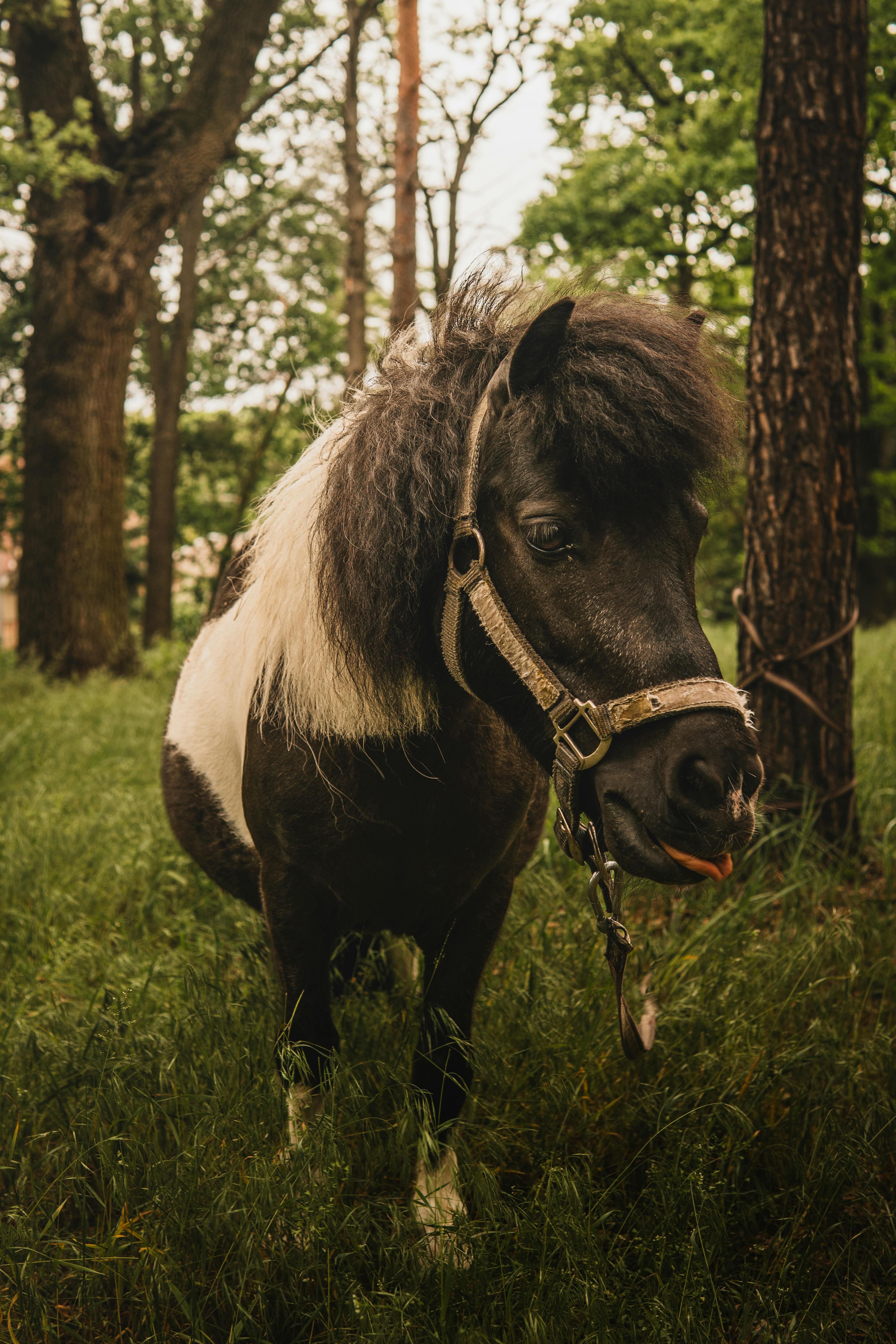 A Shetland pony stands gracefully in a verdant forest. Ideal for nature and animal themes.