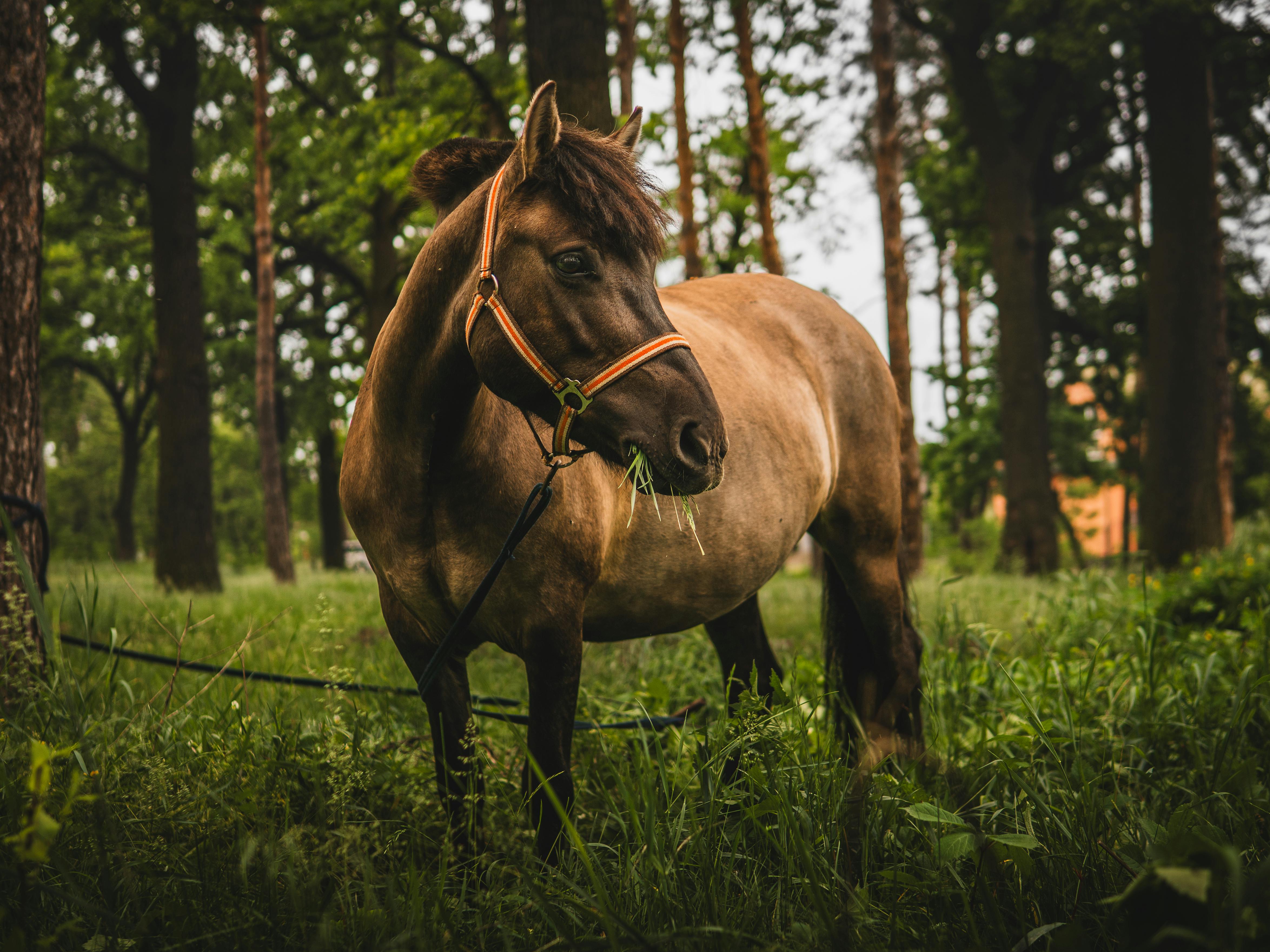 A brown horse with a bridle grazing amidst lush greenery in a serene forest setting.
