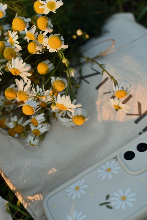 Free A bouquet of daisies rests on a tote bag with a smartphone nearby, capturing a summer vibe. Stock Photo