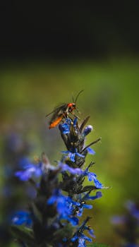 Close-up of a bug perched on a vibrant blue wildflower against a blurred green background.