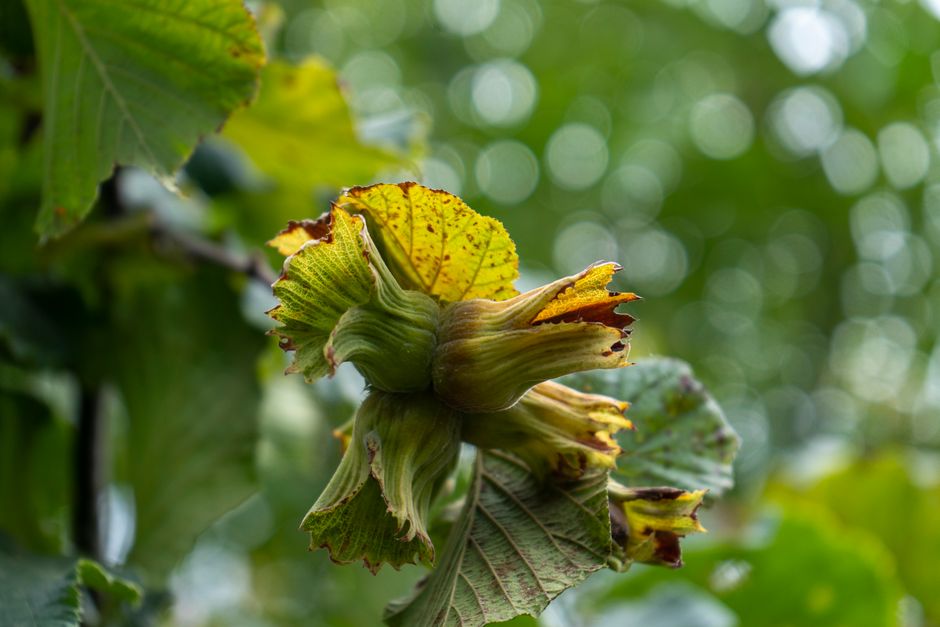 Close-up of fresh hazelnuts hanging on a branch with green leaves — pruning hazelnut trees for nut production in Surrey BC