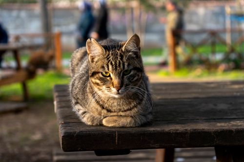 Free A relaxed tabby cat lounging on a wooden table in a sunlit outdoor setting, capturing tranquility. Stock Photo