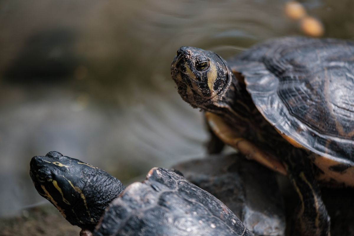Reptile Diseases: Recognize Symptoms for Early Treatment