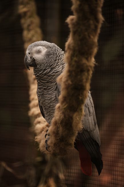 An African Grey Parrot sleeps peacefully on a perch inside a birdcage, surrounded by soft fibers.