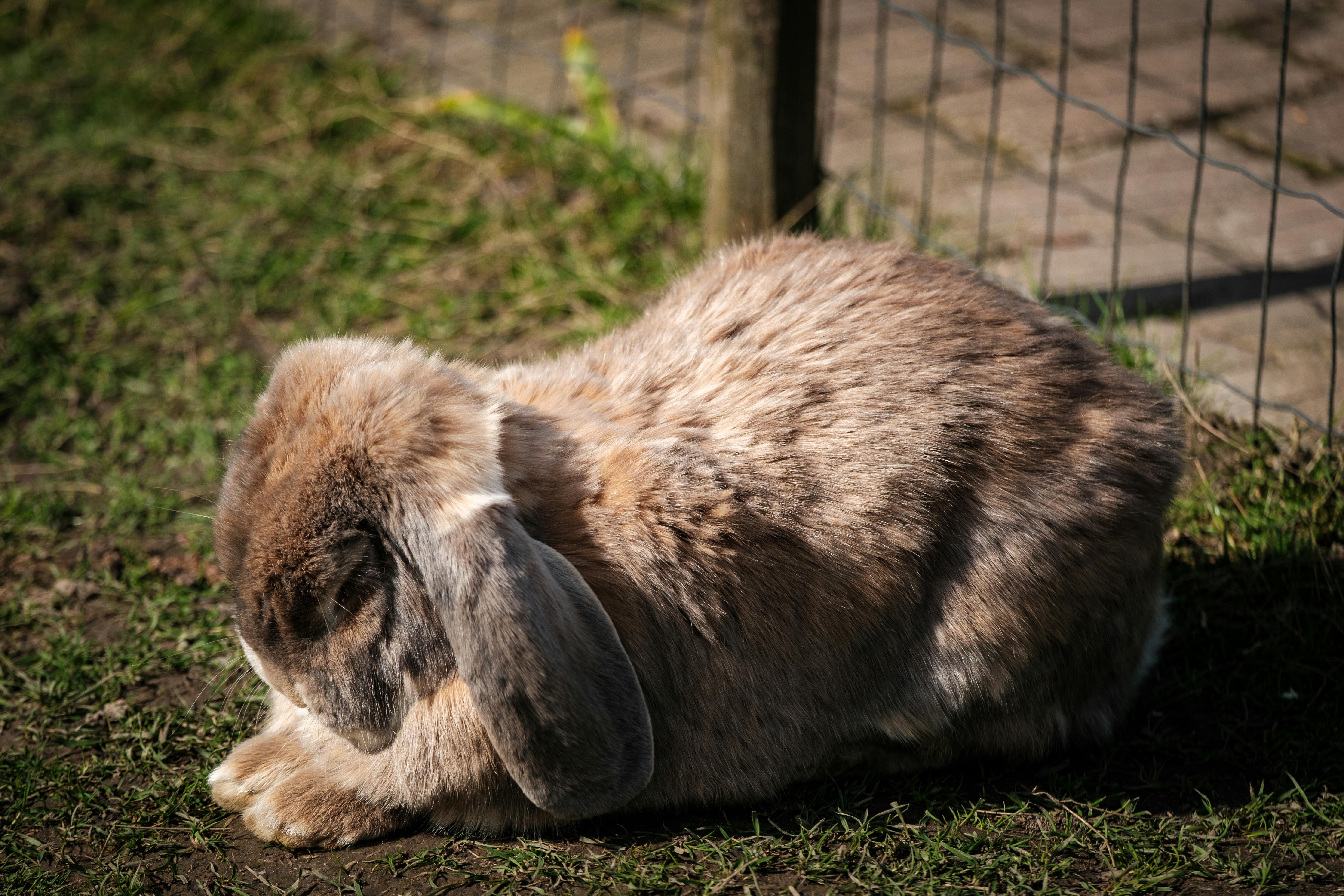 why do rabbits thump their feet Pros and Cons of Rabbit Thumping (From a Multi-P