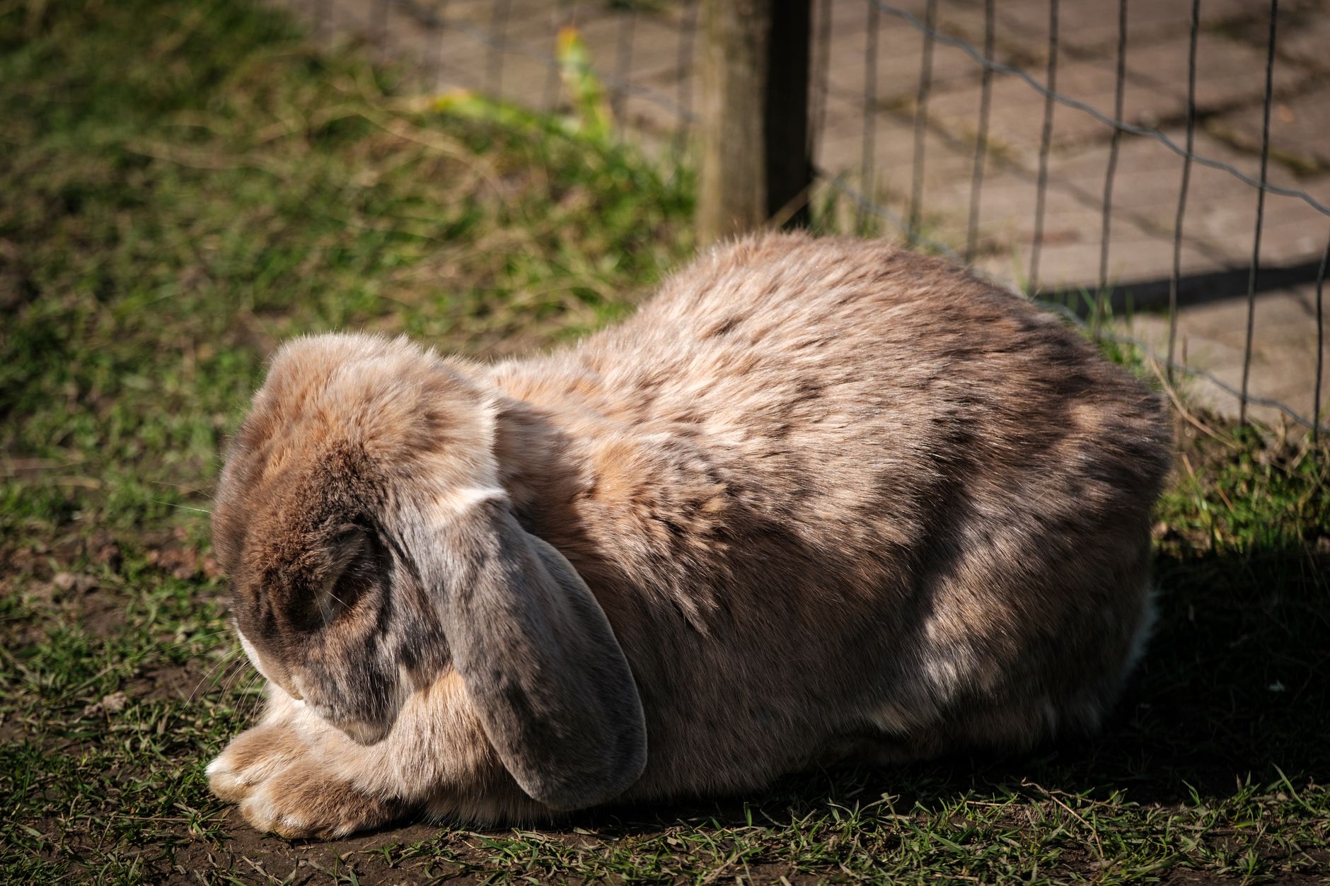 Veterinarian examining a rabbit during a checkup