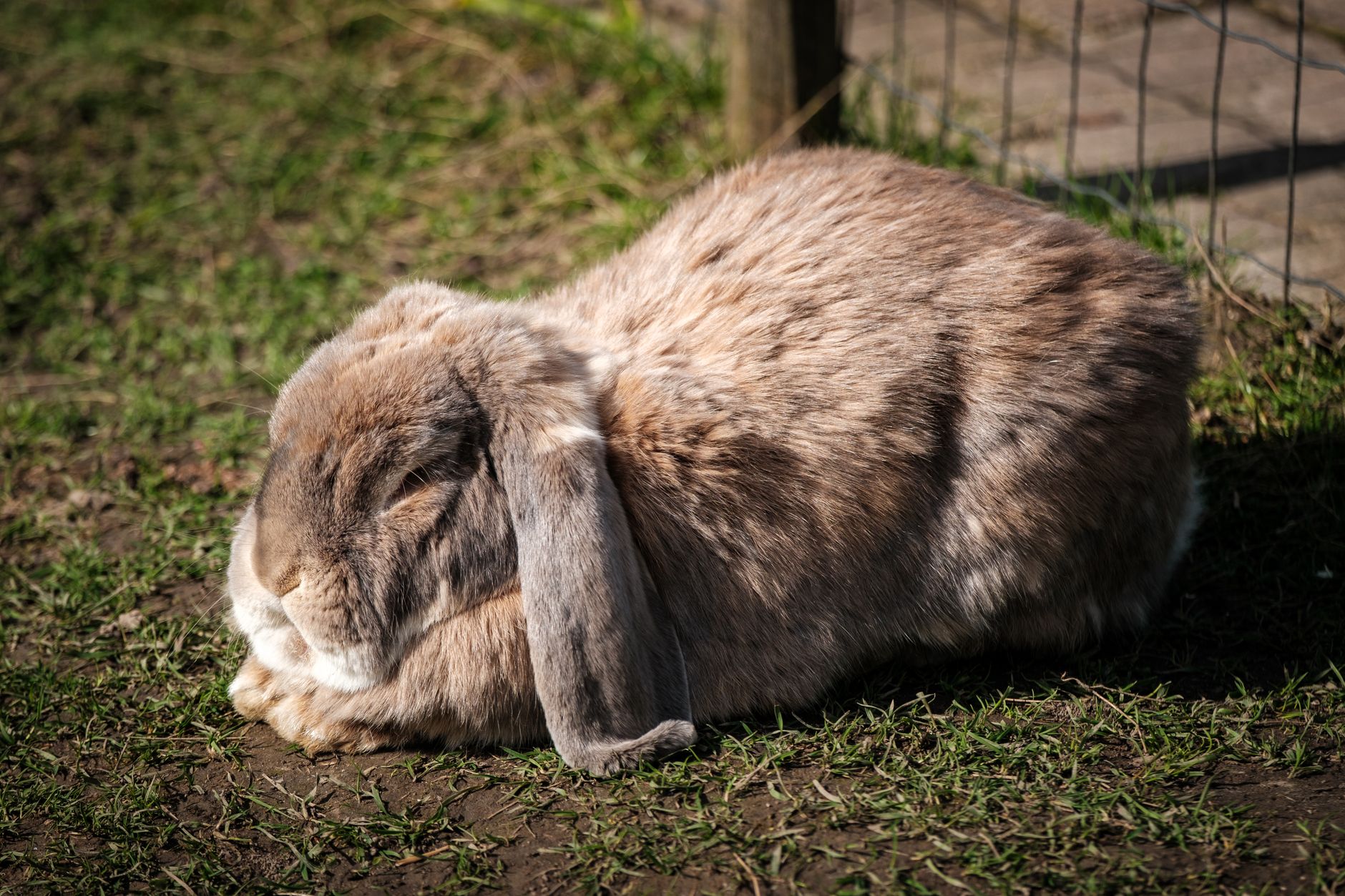 Dried rabbit ear chew for a happy dog