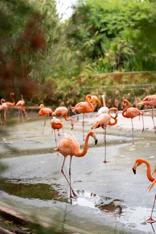 Free A lively group of flamingos wading in a lush, green environment. Stock Photo